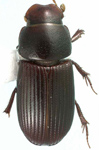 Ataenius platensis